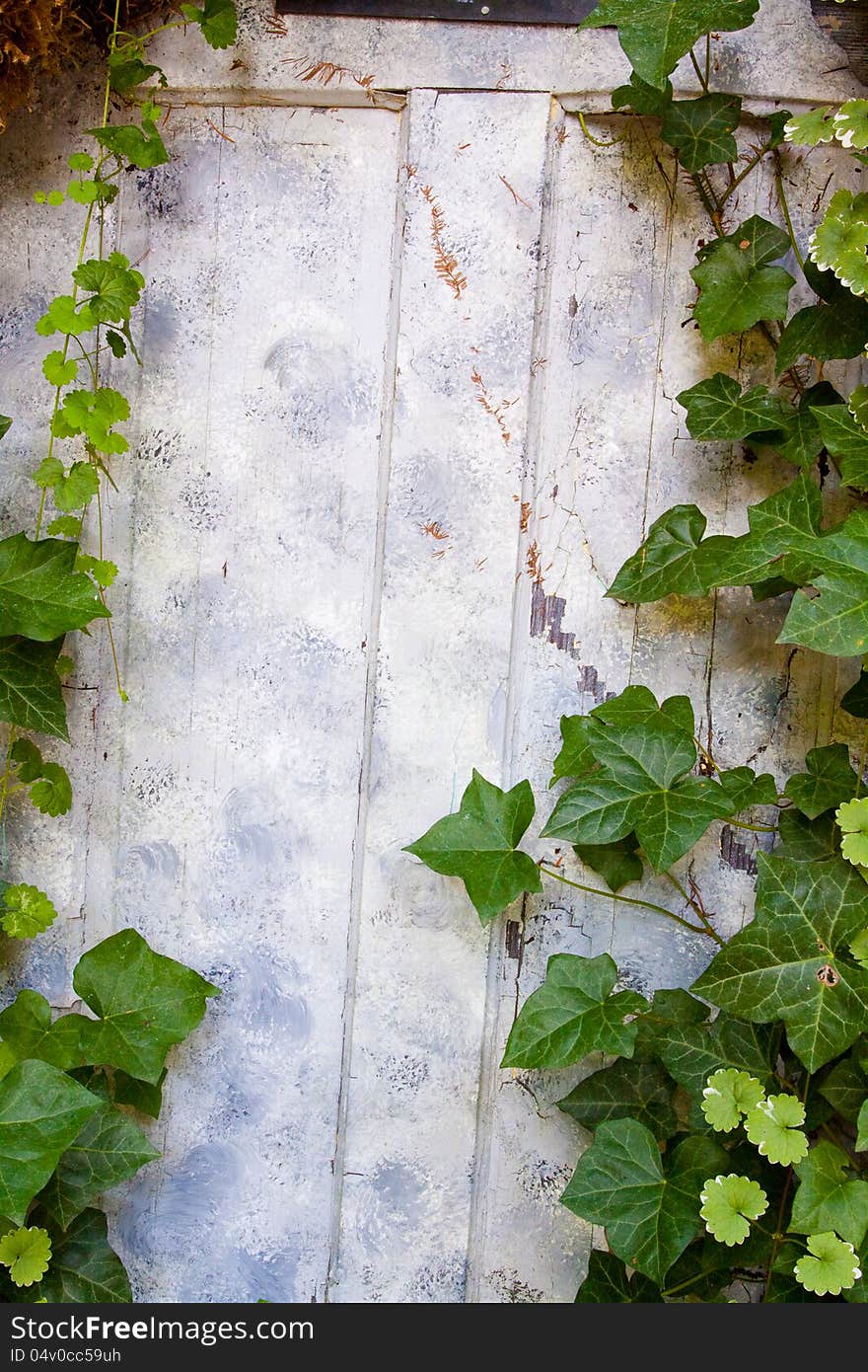 Ivy Covered Door