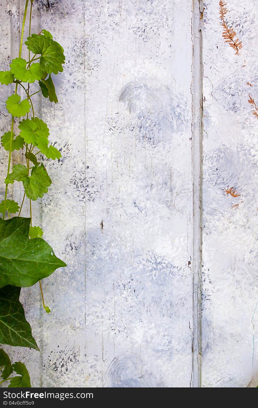 Ivy Covered Door