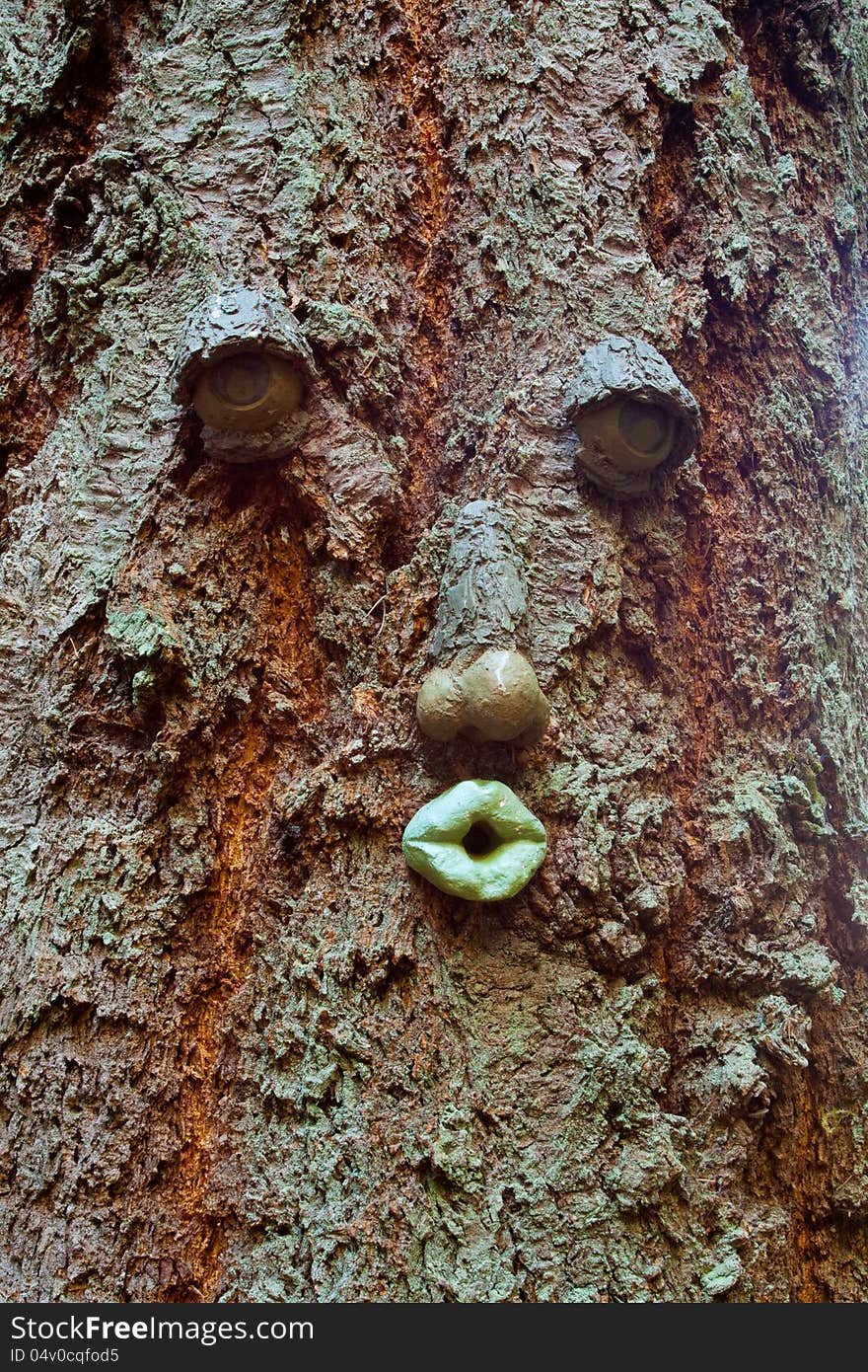 A whimsical face is shown on the bark of a tall fir tree in an outdoor park in Oregon. A whimsical face is shown on the bark of a tall fir tree in an outdoor park in Oregon.