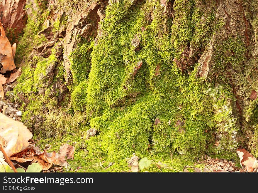 Green moss on a dry tree in the autumn forest. Green moss on a dry tree in the autumn forest