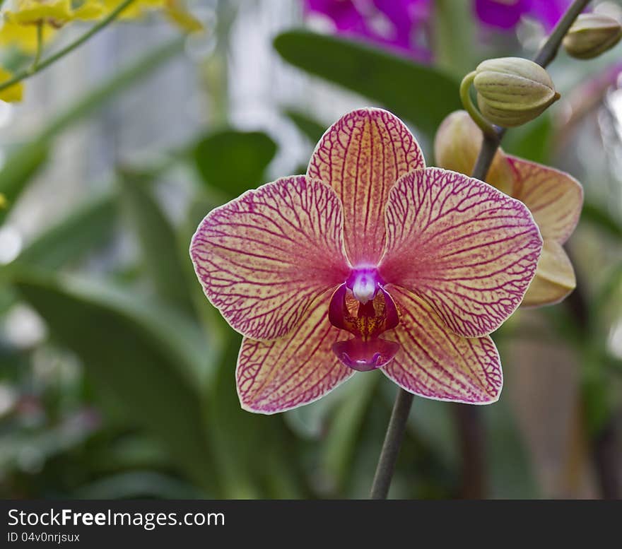 Striped Phalaenopsis Orchid