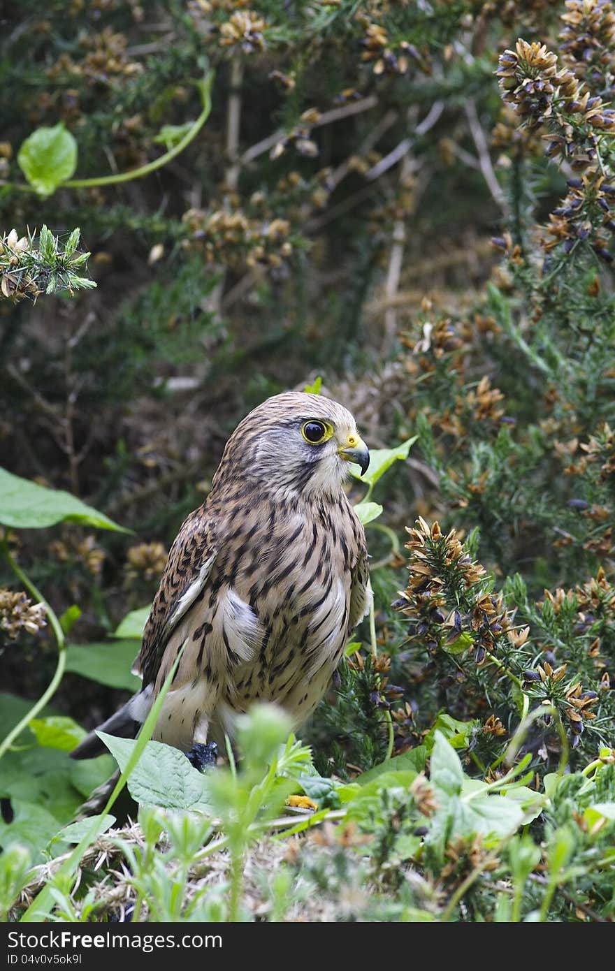 Kestrel perched amongst bushes