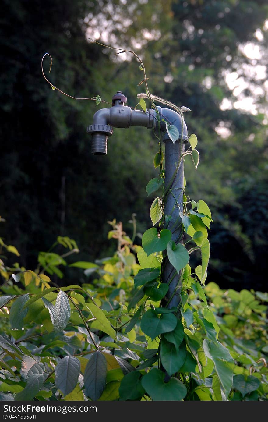 Faucet in the garden with ivy.Evening light. Faucet in the garden with ivy.Evening light.