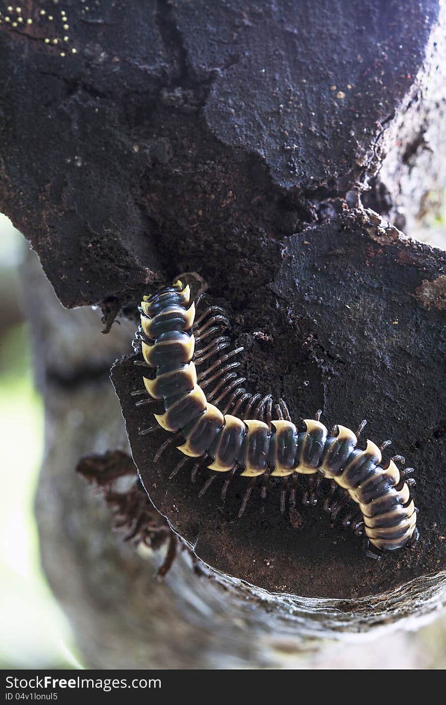 The centipede is hiding under the big branch.