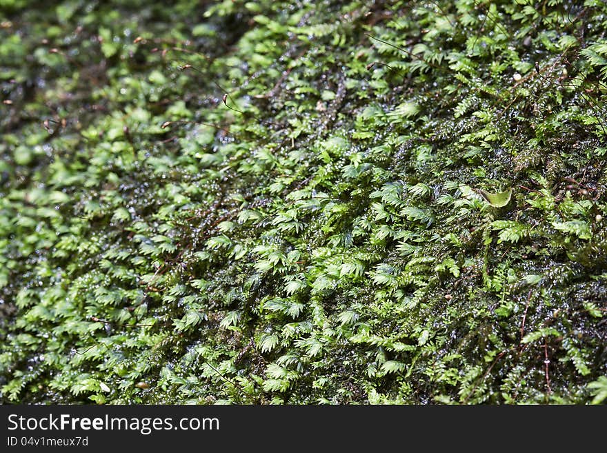 Big group of moss grow well in the forest.