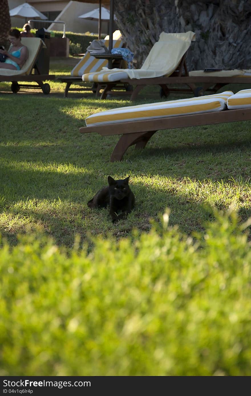 Black cat is resting in the hotel park