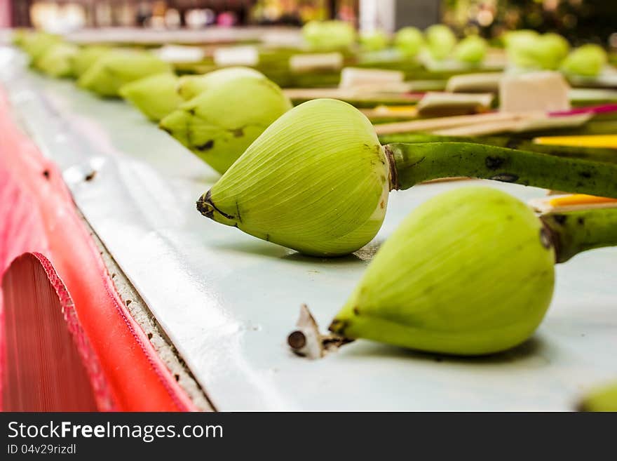 Lotus Buds with green color for Buddha