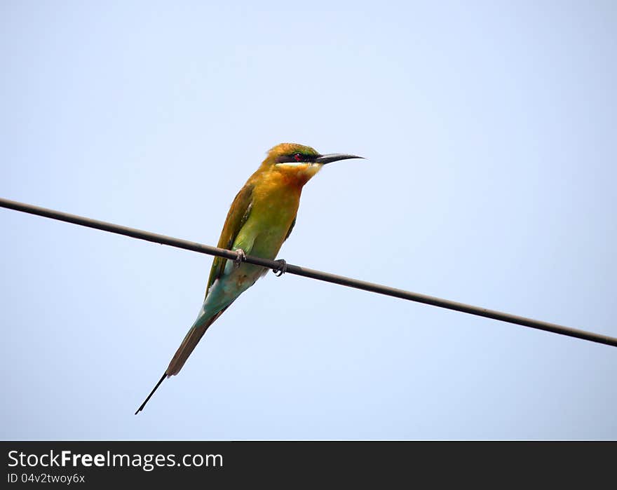 Small Green bee eater on a electric wire