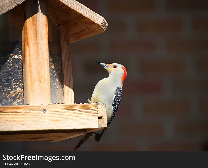 Close up shot of Great spotted wood pecker on the nest