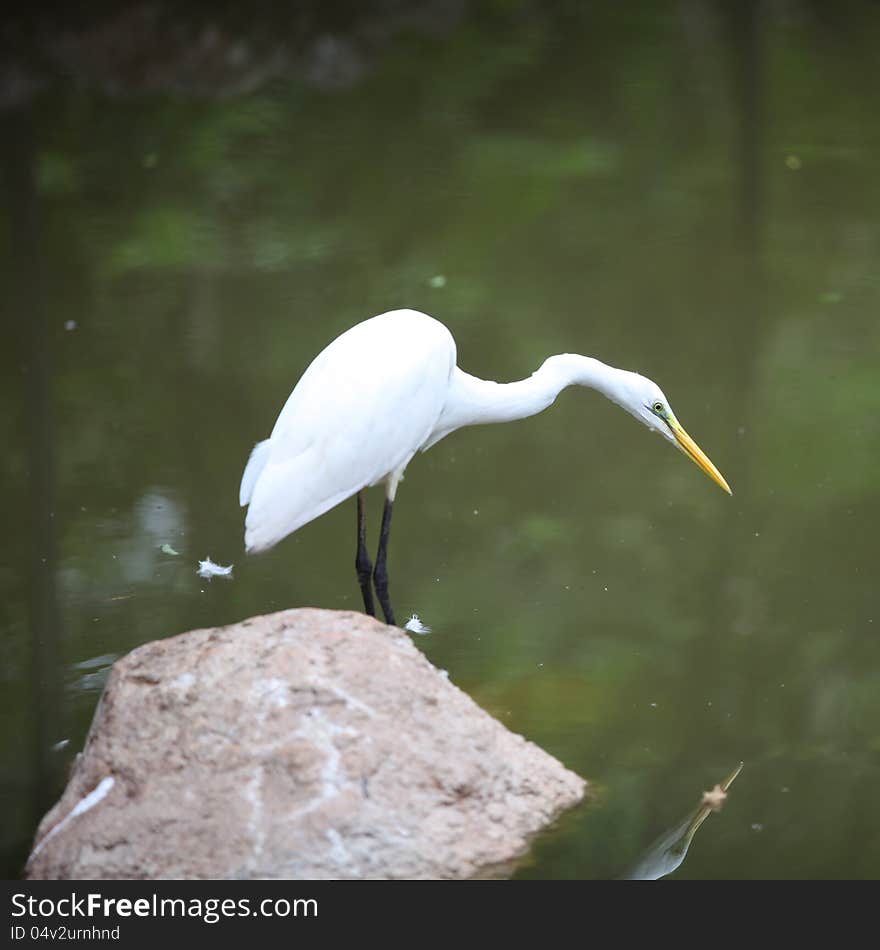 Snow White Egret