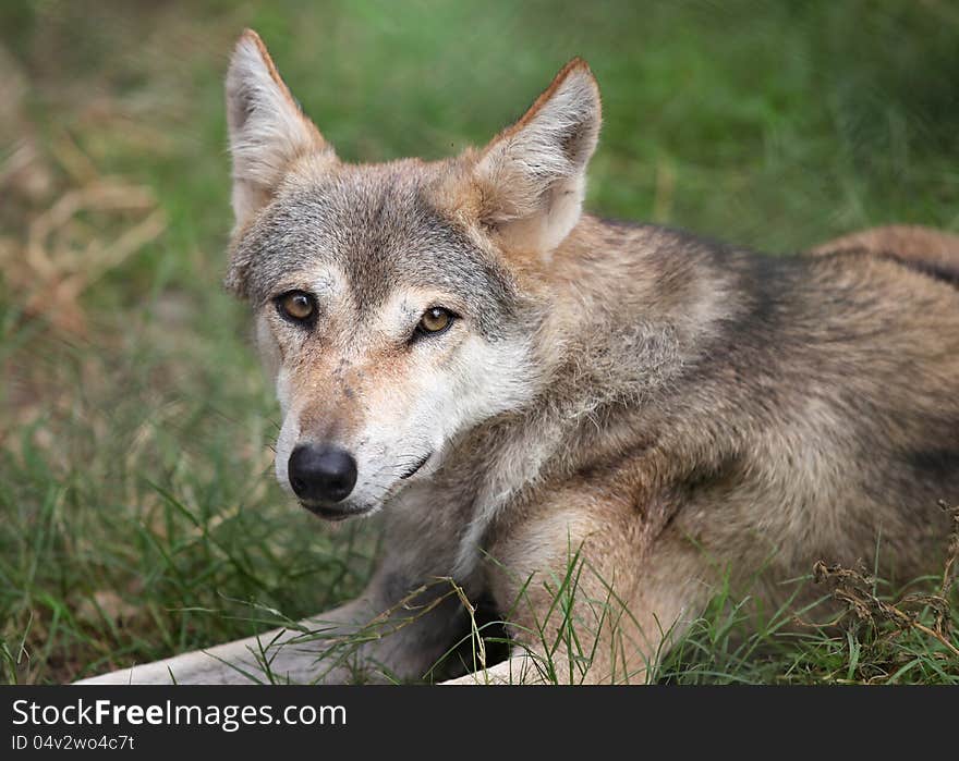 Portrait picture of wild dog popular in India. Portrait picture of wild dog popular in India