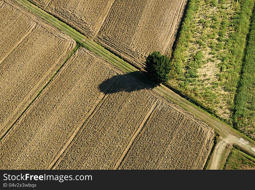 Aerial view of a lonely tree in typical tuscany's country