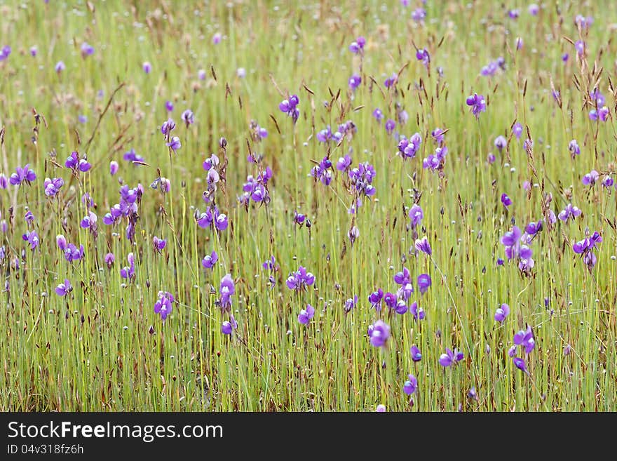 Wild pink flowers