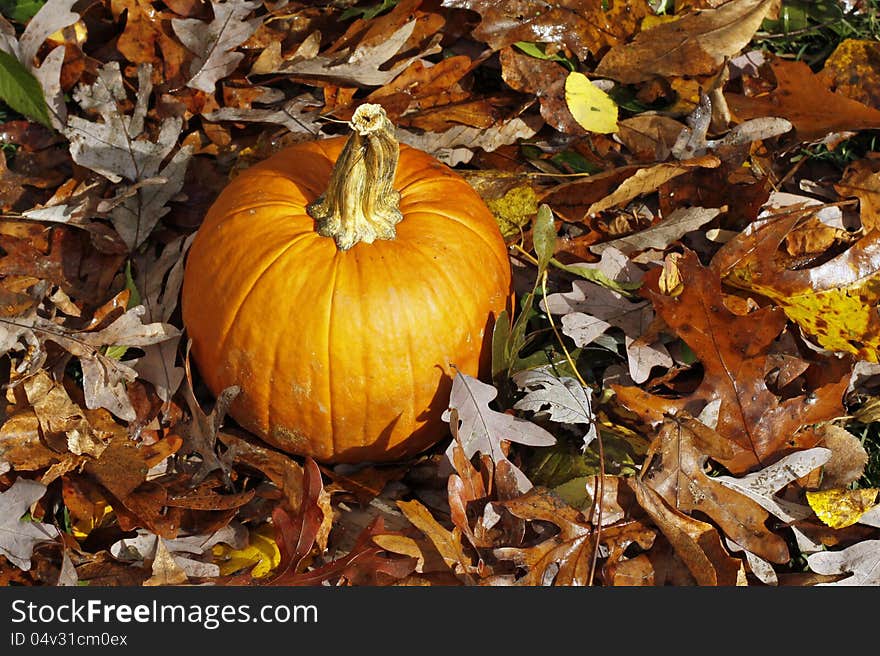 Pumpkin surrounded by Fall leaves. Pumpkin surrounded by Fall leaves.