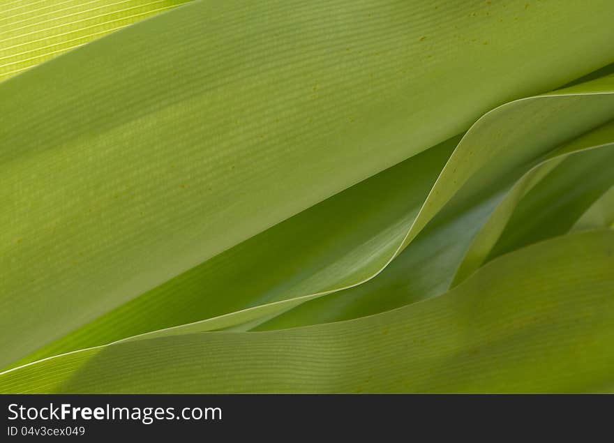 Palm leaves closeup