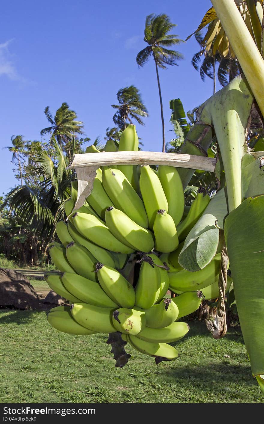 Closeup of a bunch of bananas on a tree. Closeup of a bunch of bananas on a tree