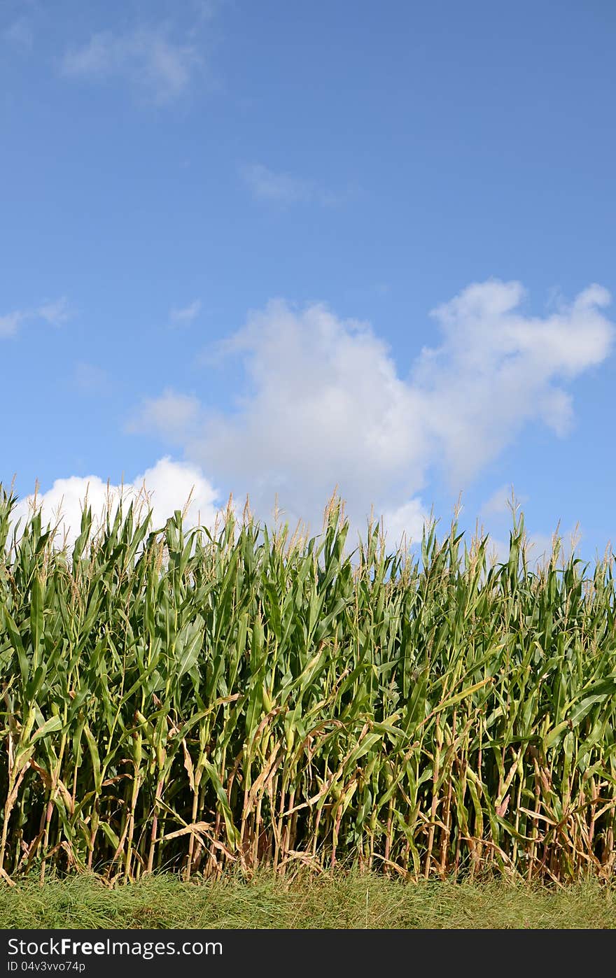 Landcapes cornfield at harvesting time