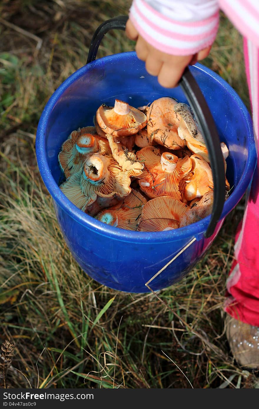 Bucket of mushrooms