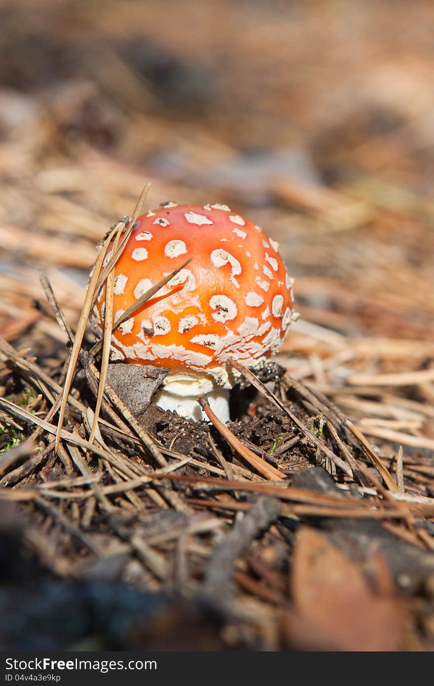 Young Amanita Mushroom