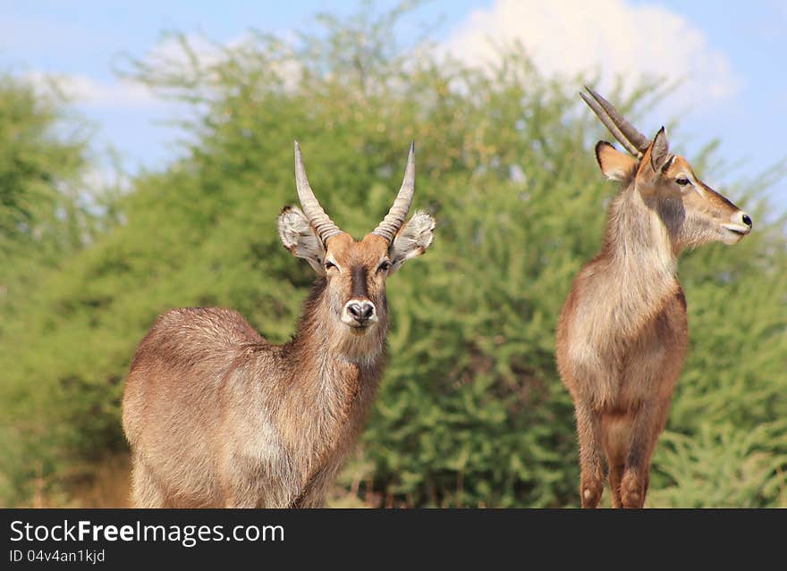 Adult male Waterbucks greet.  Photo taken on a game ranch in Namibia, Africa. Adult male Waterbucks greet.  Photo taken on a game ranch in Namibia, Africa.