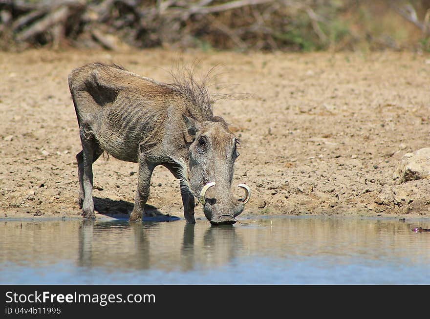 A very old Warthog female drinking water. Photo taken on a game ranch in Namibia, Africa. A very old Warthog female drinking water. Photo taken on a game ranch in Namibia, Africa.