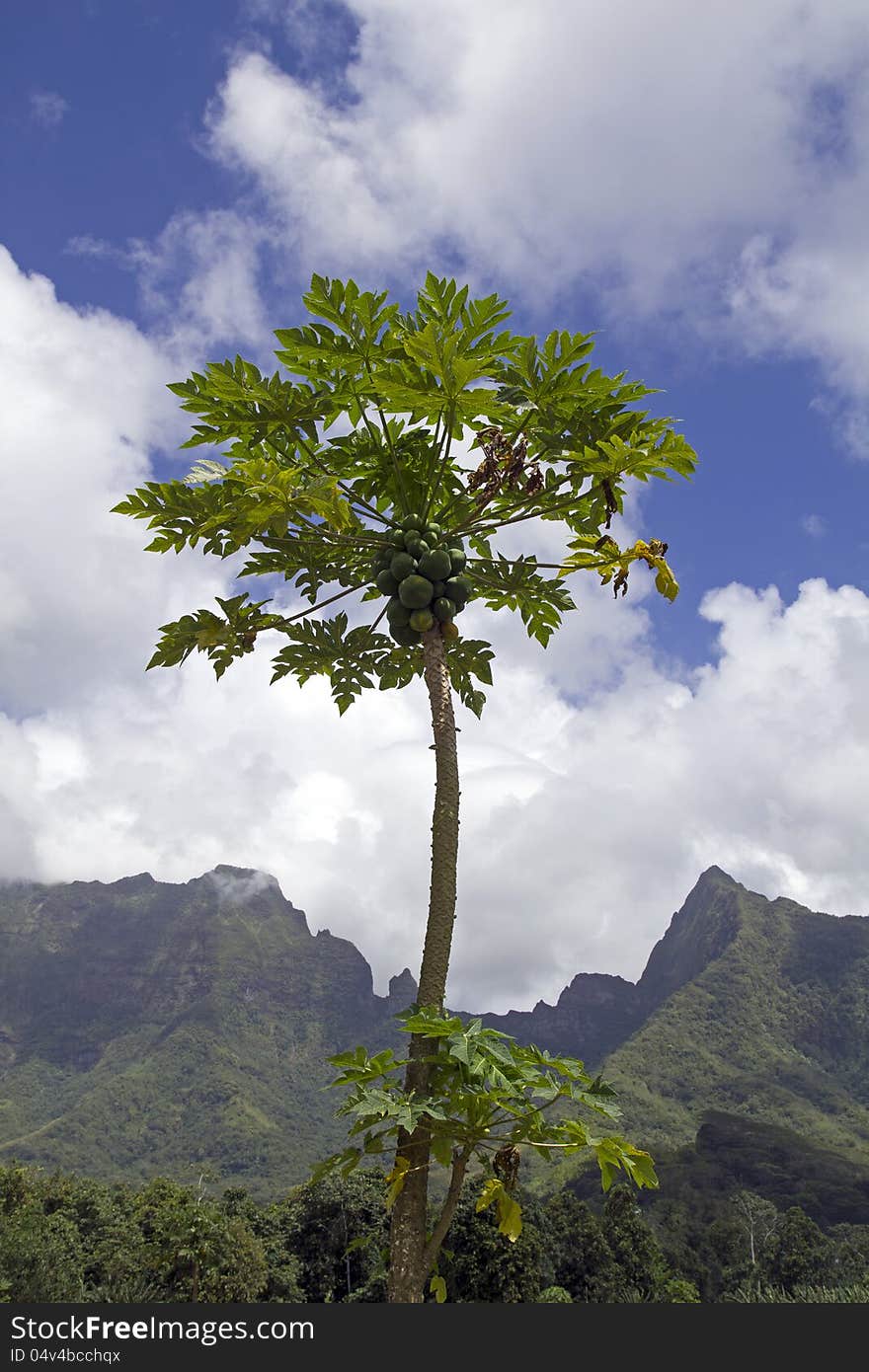 Closeup of a papaya tree with mountain and blue sky