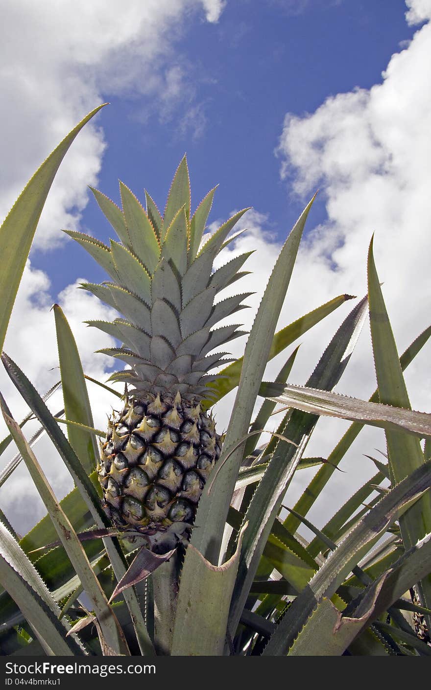 Closeup of a growing pineapple over blue sky. Closeup of a growing pineapple over blue sky