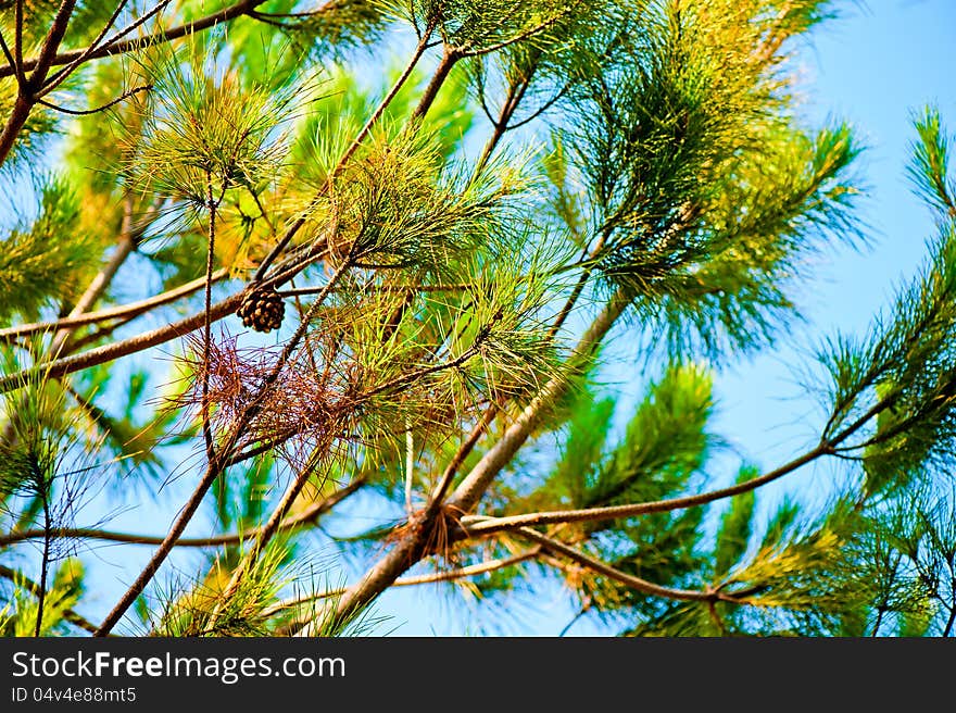 Pine branches against the blue sky