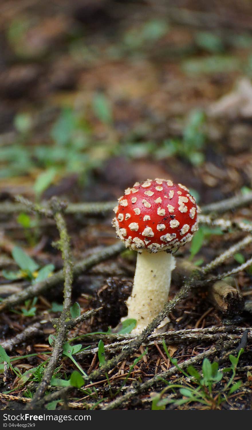 Small red fly agaric