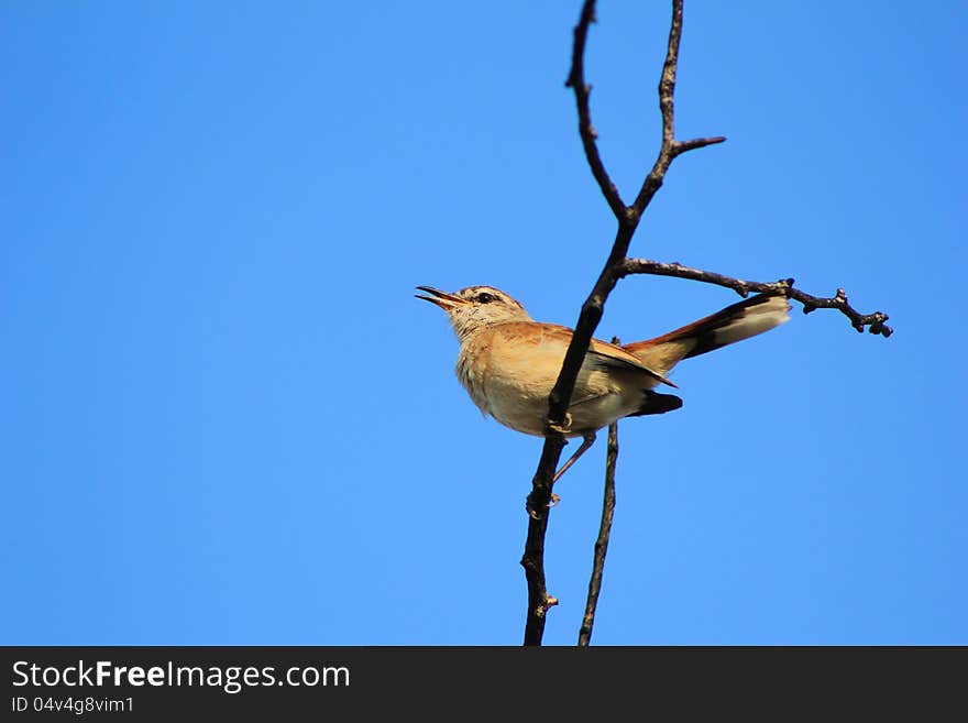 African Gamebird - Prinia, Tawny-flanked