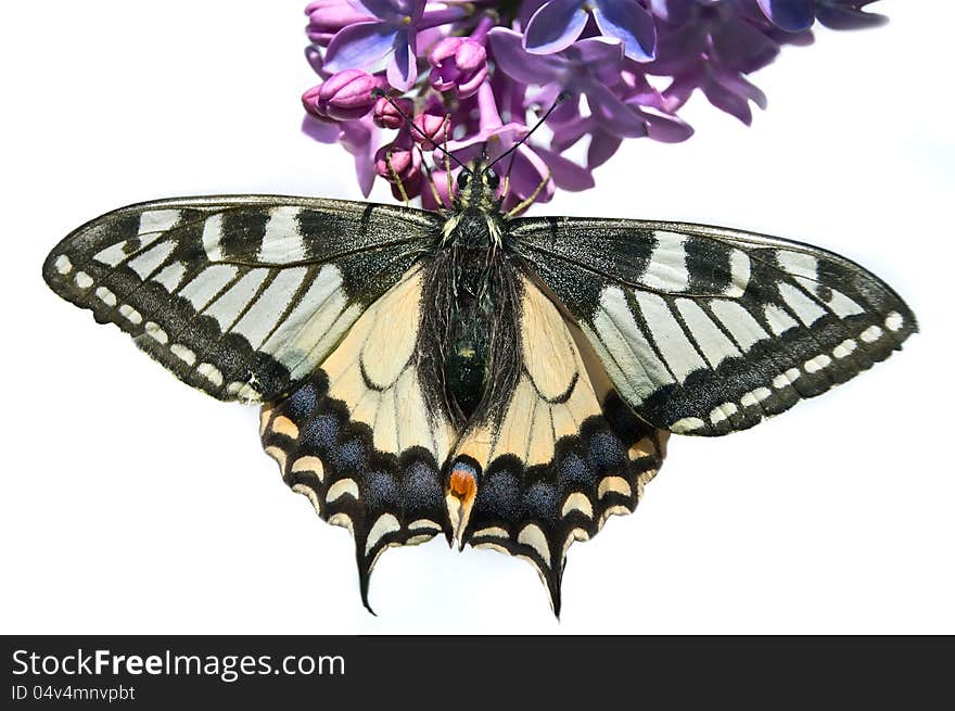 Swallowtail butterfly on flowers inhabit the northern EROPA Latvia isolated on white