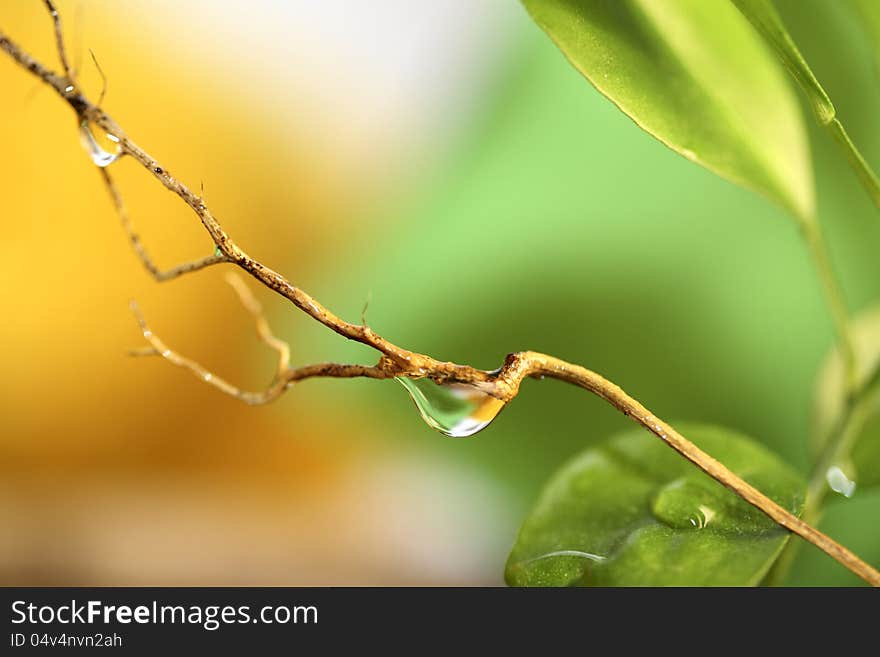 Water drops, macro, bright colors. Water drops, macro, bright colors