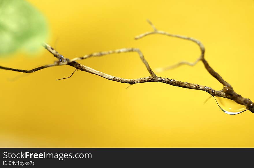 Water Drop, Autumn Mood