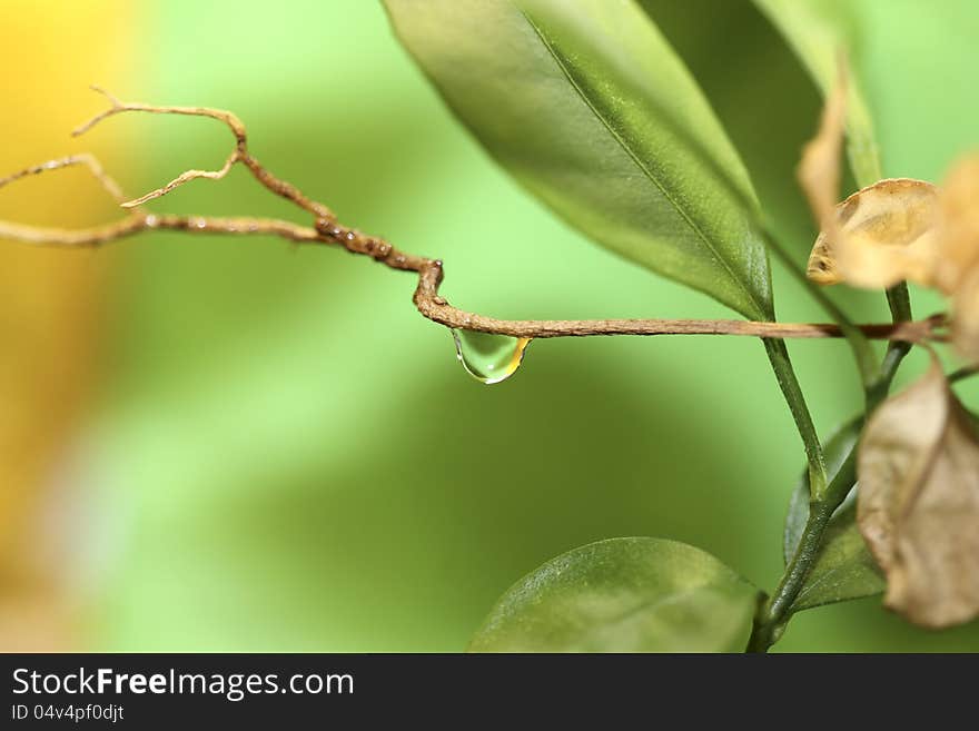 Drop Of Water, Marco