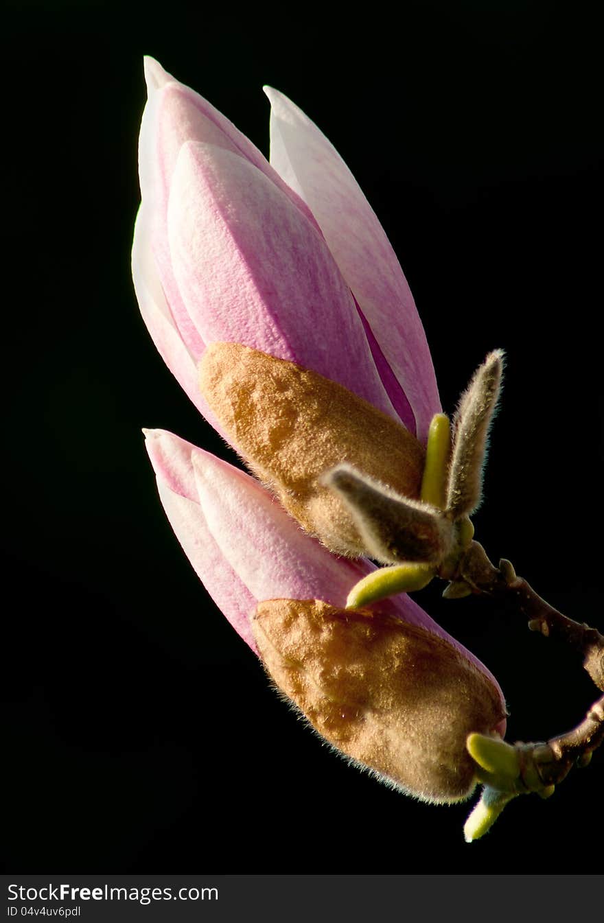 Magnolia blossom budding in springtime. Magnolia blossom budding in springtime