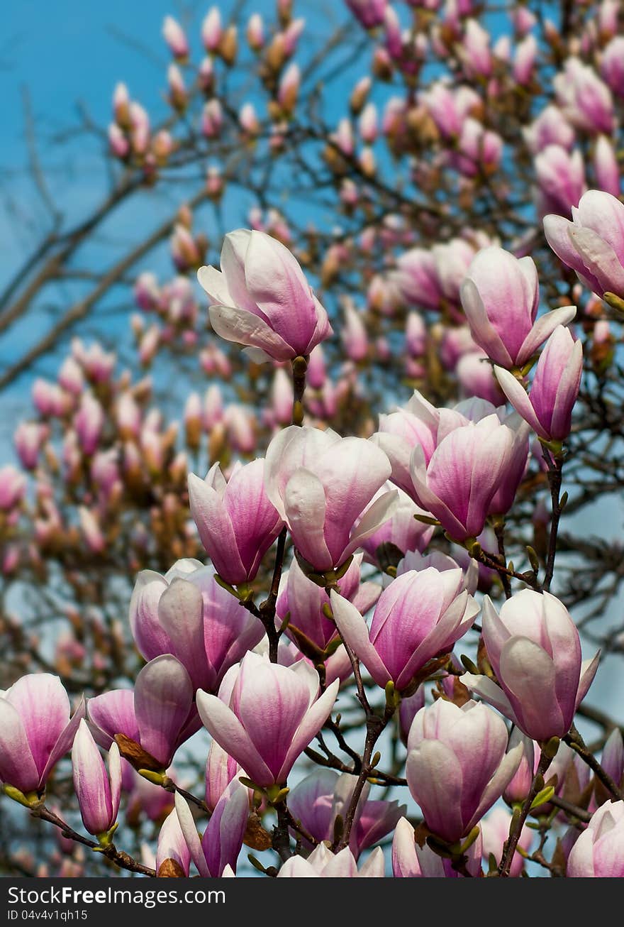 Tree filled with spring flowers. Tree filled with spring flowers