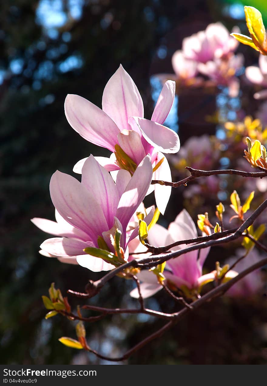 Sunshine on magolia blossom blanches. Sunshine on magolia blossom blanches