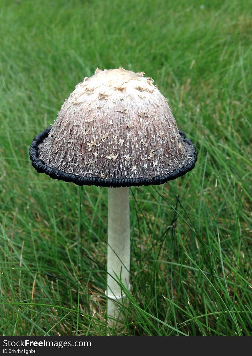 A Shaggy Mane, or Shaggy Ink Mushroom, also known as a lawyer's wig, this mushroom is found in grassy meadows and lawns. When young, the mushroom is edible, but must be prepared fairly soon after picking. A Shaggy Mane, or Shaggy Ink Mushroom, also known as a lawyer's wig, this mushroom is found in grassy meadows and lawns. When young, the mushroom is edible, but must be prepared fairly soon after picking.