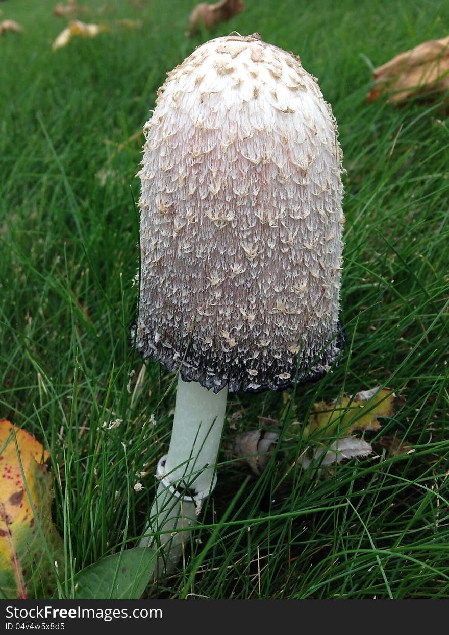 A Shaggy Mane, or Shaggy Ink Mushroom, also known as a lawyer's wig, this mushroom is found in grassy meadows and lawns. When young, the mushroom is edible, but must be prepared fairly soon after picking. A Shaggy Mane, or Shaggy Ink Mushroom, also known as a lawyer's wig, this mushroom is found in grassy meadows and lawns. When young, the mushroom is edible, but must be prepared fairly soon after picking.