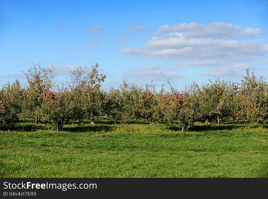 Red Apples In Orchard Before Harvest