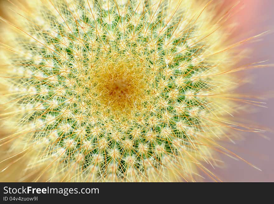 Top of Yellow Tower Cactus