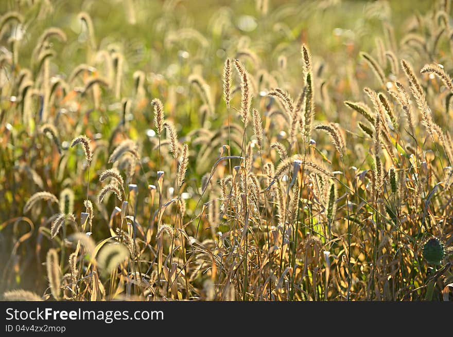 Blades of grass with backlight in the fall. Blades of grass with backlight in the fall