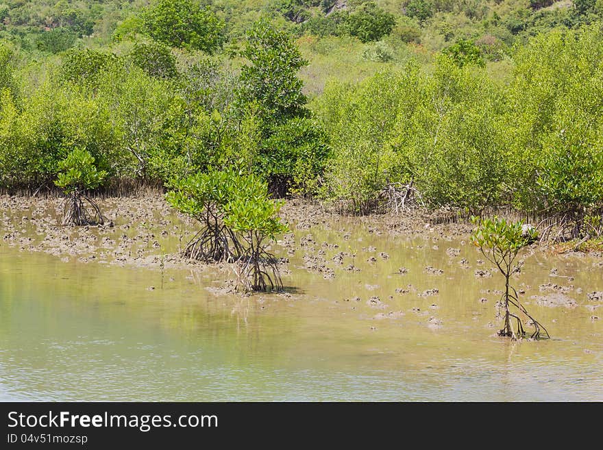 Mangrove tree at sea coast