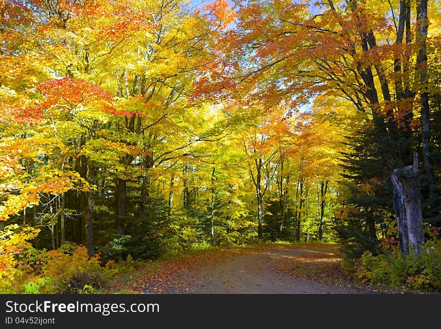 A road covered foliage at the autumn season. A road covered foliage at the autumn season