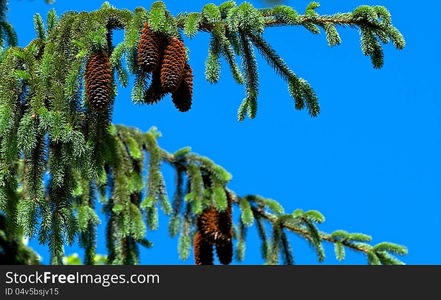 Pine Tree and Cones