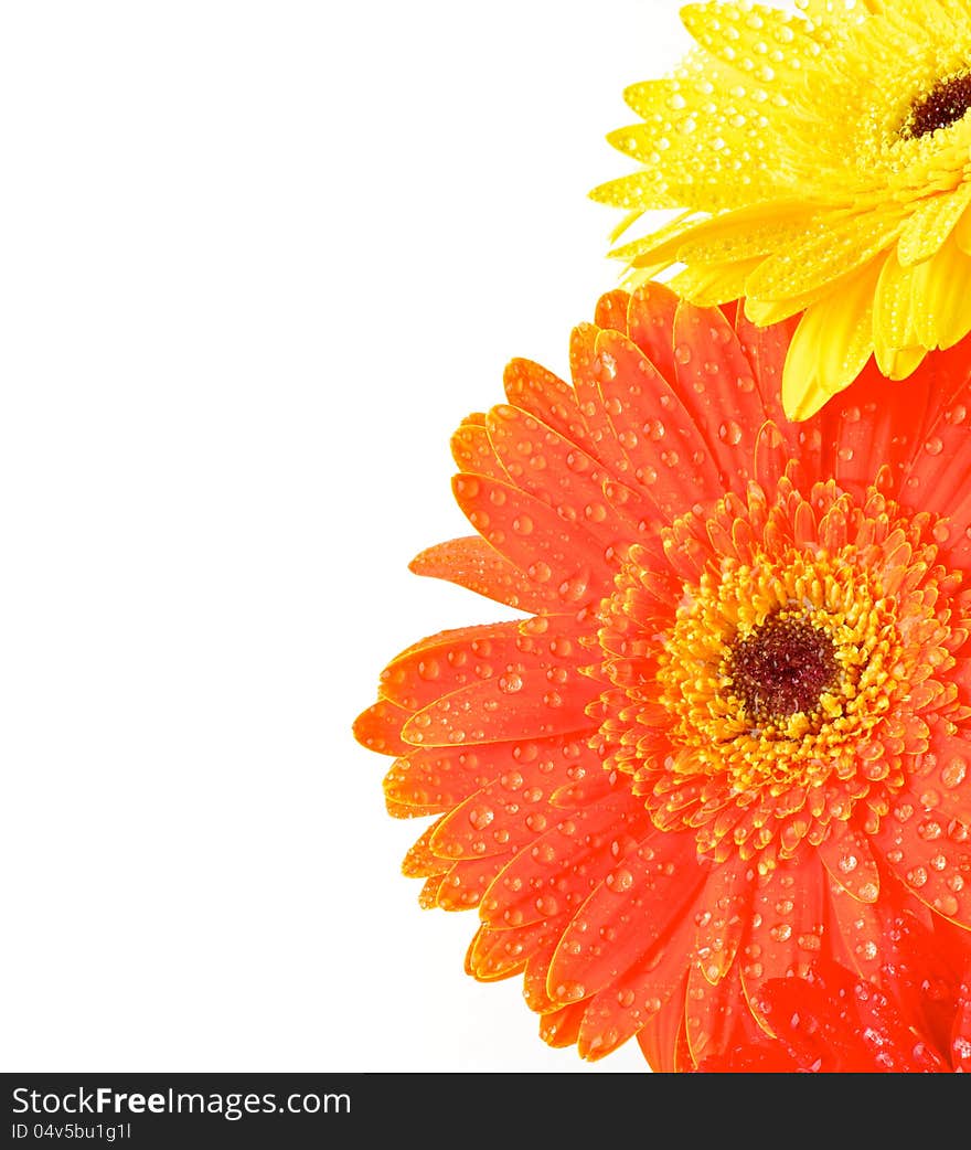 Yellow and Orange Gerbera Flowers with Water Drops closeup as frame