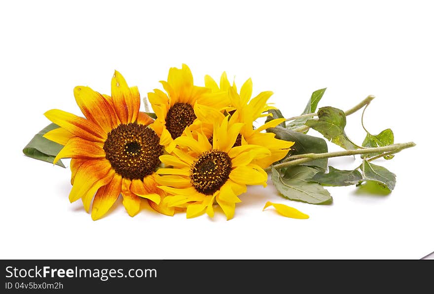 Bunch of Perfect Sunflowers isolated on white background