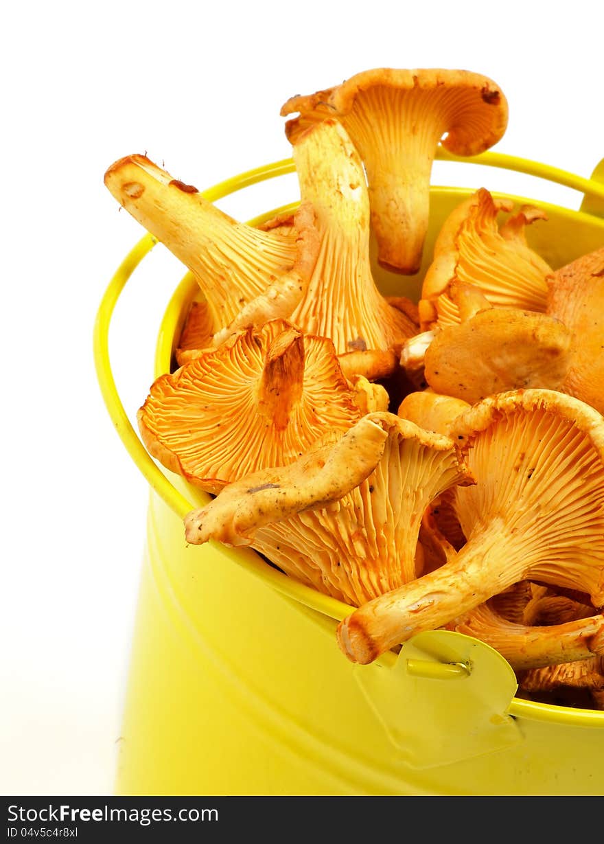 Chanterelles In Yellow Bucket