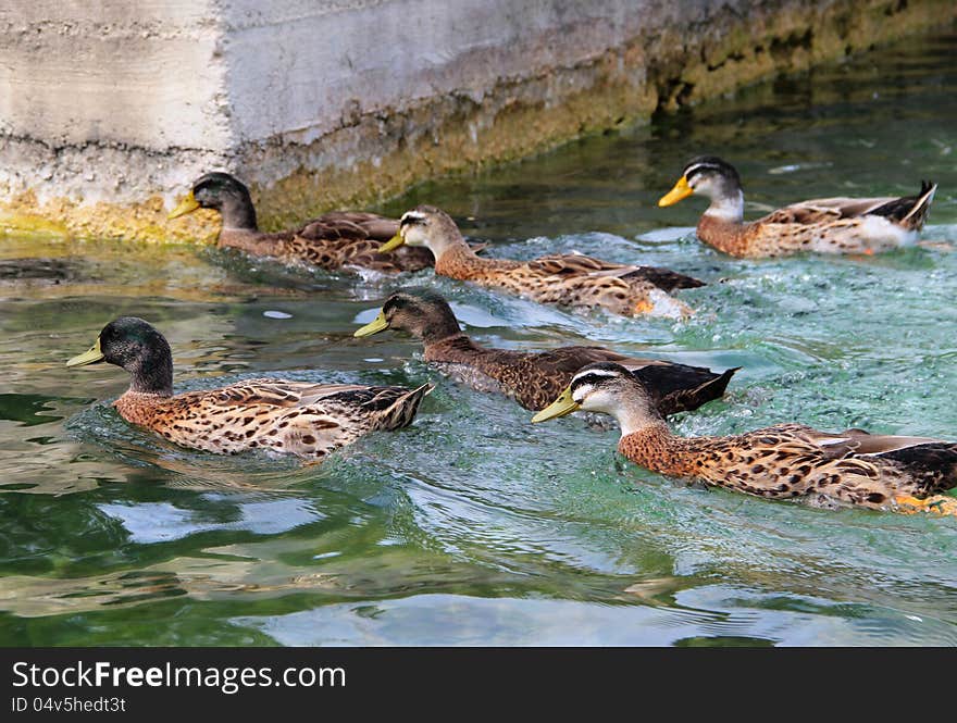 Funny duck in the lake