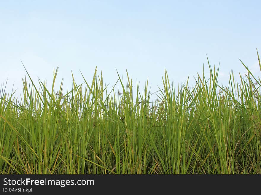 Rice fields againt blue sky